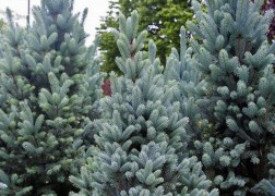Picea Pungens Glauca / Ezüstfenyő
